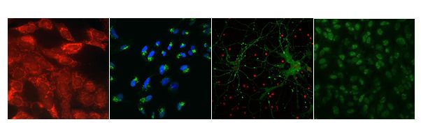 Laboratorio de Patogénesis Viral